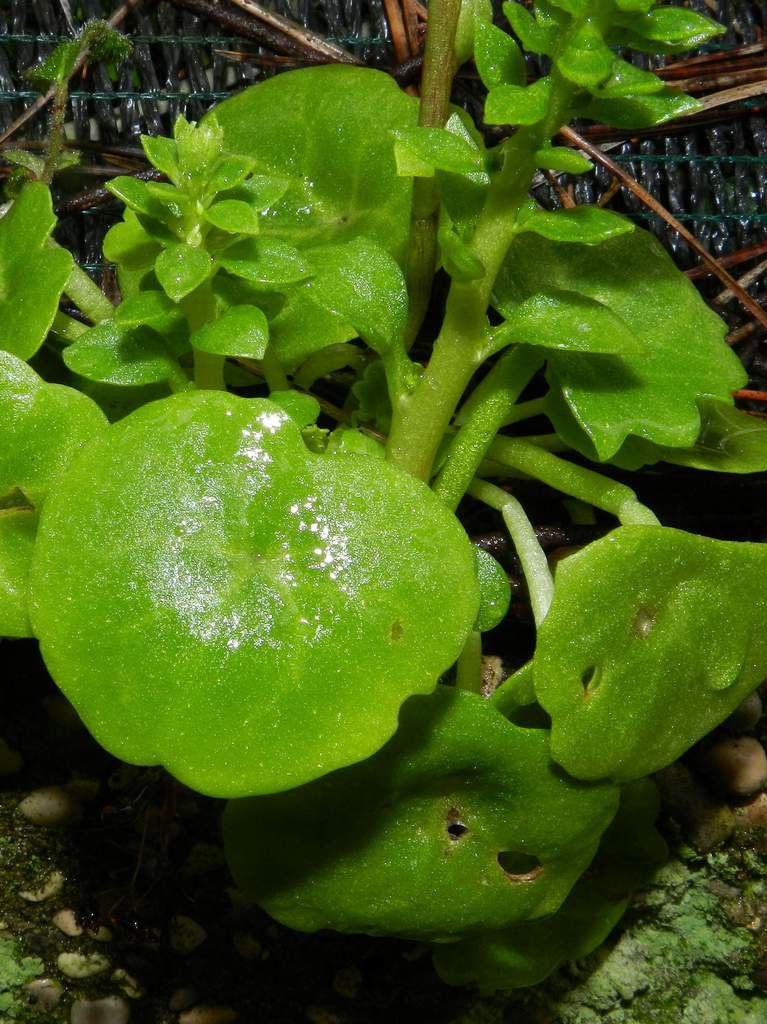 Umbilicus cfr. rupestris